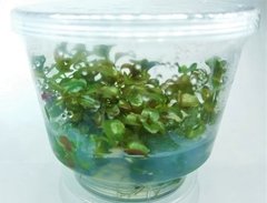 Ludwigia Repens 'Rubin' - Aquaplante - comprar online