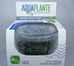 Ludwigia Repens 'Rubin' - Aquaplante na internet