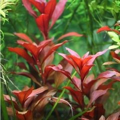 Ludwigia Repens 'Rubin' - Aquaplante