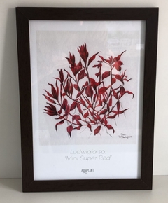 Quadro Ludwigia sp ''Mini super red'' - Aquaplante
