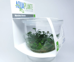 Marsilea Hirsuta Aquaplante - comprar online