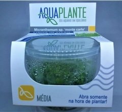 Micranthemum Sp 'Monte Carlo' - Aquaplante na internet