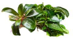 Bucephalandra Red Phantom - PlantFarm - comprar online