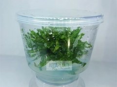 Pogostemon Helferi - Aquaplante - comprar online