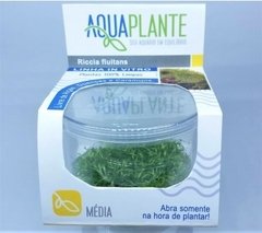 Riccia Fluitans Aquaplante na internet