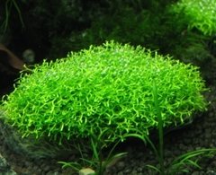 Riccia Fluitans Aquaplante