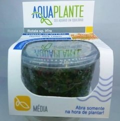 Rotala Sp H'ra Aquaplante na internet
