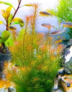 Rotala Wallichii- Aquaplante