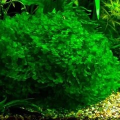 Round Pelia Moss (lomariopsis Lineata) - comprar online