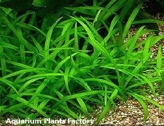 Sagittaria Subulata Aquaplante