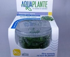 Staurogyne Repens Aquaplante na internet