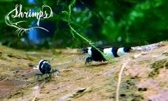 Camarão Taiwan Bee - Panda na internet