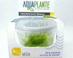 Vesicularia Ferriei 'Weeping' Aquaplante na internet