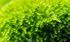 Vesicularia Montagnei 'Christmas Moss' Aquaplante na internet