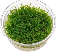 Vesicularia Montagnei 'Christmas Moss' Aquaplante - comprar online