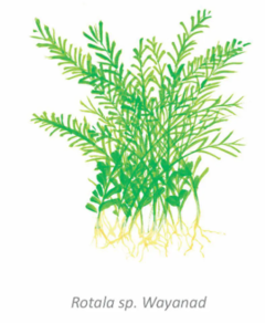 Rotala sp. Wayanad - PlantFarm - comprar online