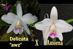 Hadrolaelia pumila amoena ( Delicata AWZ x Amoena ) adulta foto de resultado - comprar online