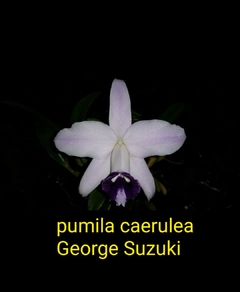 Hadrolaelia pumila ( coerulia George suzuki x coerulia Paraopeba ) tamanho 4 no toquinho - comprar online