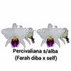 C.percevaliana seme Alba Farah diba x self tamanho 1