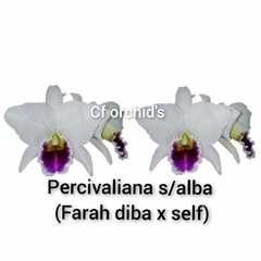 C.percevaliana seme Alba Farah diba x self tamanho 1