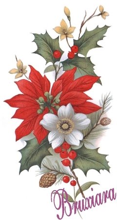 55232(B) Poinsettia