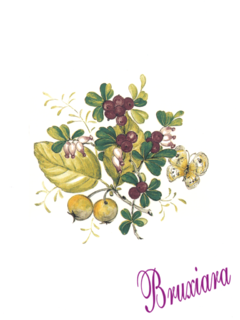81140(E) Borboleta com flor e fruto