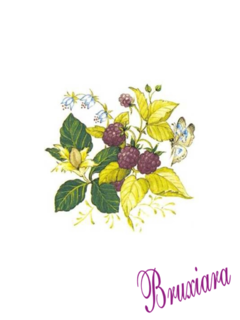 81140(F) Borboleta com flor e fruto