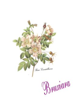 90101 Rosa Candolleana - comprar online