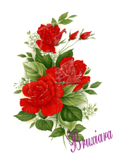 55462(D) Rosas Vermelhas