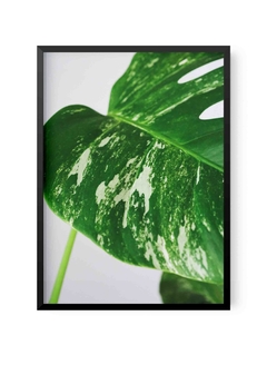 Plant Leaf B