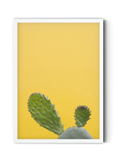 Cactus Amarillo