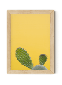 Cactus Amarillo - comprar online