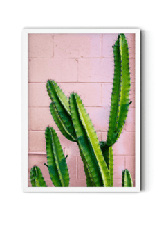 Cactus en pared rosa - comprar online
