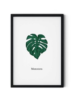 Monstera