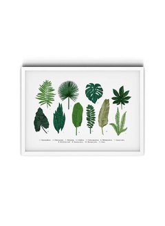 Botanical Plants - comprar online