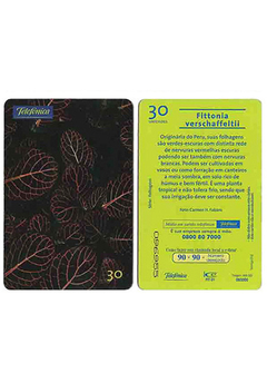 TELEFÔNICO TELEFONICA 2000 30 UNIDADES "FITTONIA VERSCHAFFELTII" - comprar online