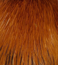 Half Indian Rooster Neck en internet