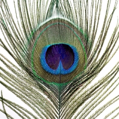 Peacock Eyes