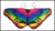 Véu Capa Borboleta arco-íris