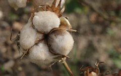 Calça de algodão com pregas na internet