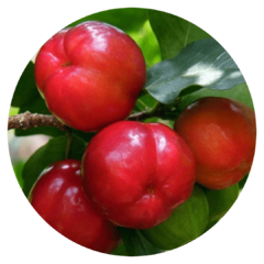 Acerola (Malpighia glabra, fructus) - Riquíssima Fonte de Vitamina C! - comprar online