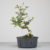 Pré-bonsai de Acerola no estilo Moyogi