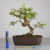 Pré-bonsai de Jabuticaba no Estilo Moyogi - comprar online