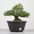 Pré-Bonsai de Buxus Harlandii no estilo Moyogi na internet