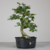 Pré-bonsai de Acerola no estilo Moyogi na internet