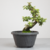 Pré-bonsai de Portulacaria no estilo Moyogi na internet