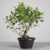 Pré-bonsai de Ficus Microcarpa (Tiger Bark) no estilo Moyogi na internet