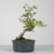 Pré-bonsai de Acerola no estilo Moyogi na internet