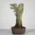 Bonsai de Acer Buergerianum no Estilo Ishitsuki (Raiz Sobre Rocha) - loja online