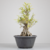 Pré-Bonsai de Ficus Nerifolia no Estilo Moyogi na internet